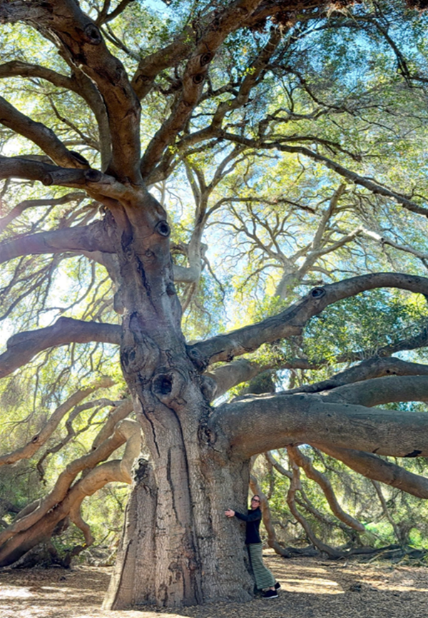 Whenever I visit the Pechanga reservation‚ I relish seeing the Great Oak (pictured above)‚ believed to be more than 1‚000 years old. It’s a symbol of the Pechanga tribe’s long history and deep connection to the environment.