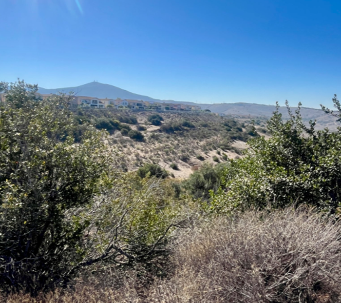 Land like this‚ near the Black Mountain Ranch West off Paseo Del Sur in San Diego County‚ is full of fuel for wildfires. Putting animals to use to graze the land helps reduce the risk of fire.