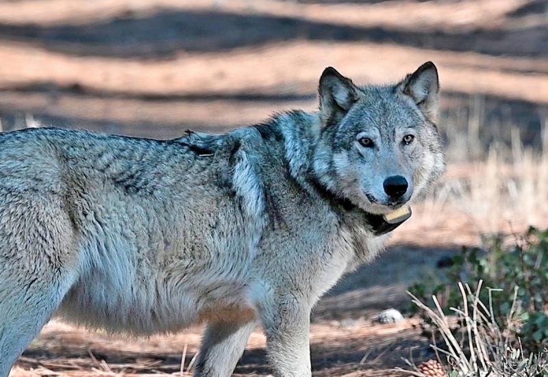 Picture of wolf