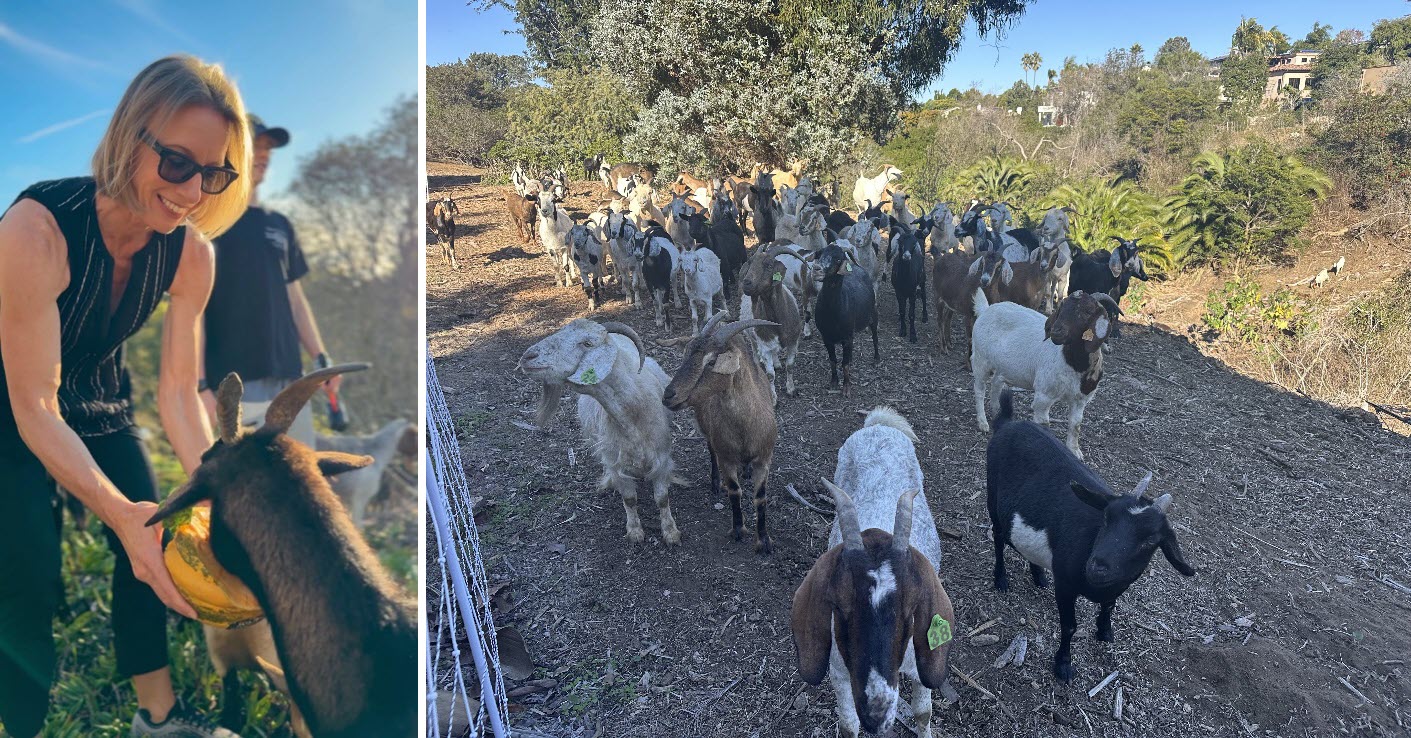 Senator Blakespear feeding a goat and a image of a goat herd.